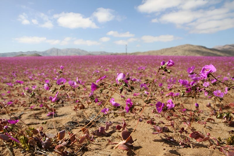 Blossoms in the Barren Places